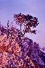 OPATIJA > Winter-Bura küssen einsamen Baum
