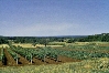 JASENOVICA > Blick aus 3 km Entfernung zum Meer