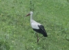 Naturpark Lonjsko Polje 10