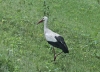 Naturpark Lonjsko Polje 10