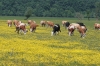 Im Naturpark Lonjsko Polje