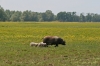 Im Naturpark Lonjsko Polje 4