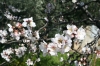 Kirschblüten im März in Kastela