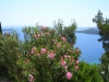 Oleander bei Orebic