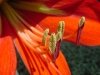 AMARYLLIS > Blüte > Zerknittert