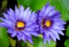 BLÜTEN > blaue  Blumenpracht