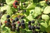 BROMBEEREN > in der Ucka