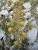 Gelbe Distel