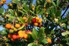 ERDBEERBAUM mit Früchten und Blüten