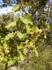 WILDER WEIN > Blüte im Juni auf der Insel Korcula