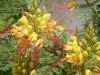 Paradiesvogelstrauch - Blüte