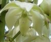 FLORA > Blüte einer Palmlilie