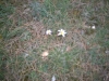 KROKUS > Tasalera Frühlingsblumen