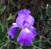 IRIS (perunika) > Nationalblume in Kroaiten 6