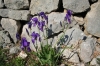 IRIS (perunika) > Nationalblume in Kroaiten 7