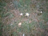 Blumen (2)