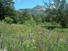 Blumenwiese im Velebit