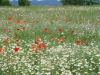 Blumenwiese im Hinterland bei Otocac