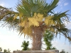 Blühende Palme, farbenpracht im Frühsommer