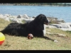 Camping Park Umag Hundestrand Camping Park Umag Hundestrand