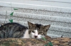 Katze Tasalera