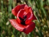 Vizula Frühling 2009 5