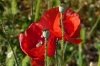 Vizula Frühling 2009 7