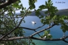 Blick durch Feigenbusch auf die Bucht beim Ort Rabac Blick durch Feigenbusch auf die Bucht beim Ort Rabac