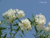 Eher selten - reinweisser Oleander