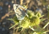 FAUNA > Schmetterling im Kamenjak