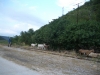 Istrien: TRGET > Ziegenhirte mit seiner Herde