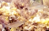 Fische Fische