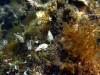 Karlobag 2012 Unterwasser 3