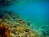 Karlobag 2012 Unterwasser 1
