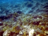 Karlobag 2012 Unterwasser 4