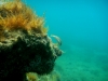 Karlobag 2012 Unterwasser 9