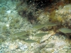 Karlobag 2012 Unterwasser 10