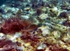 Karlobag 2012 Unterwasser 36