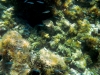Karlobag 2012 Unterwasser 35