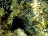 Karlobag 2012 Unterwasser 34