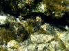 Karlobag 2012 Unterwasser 33