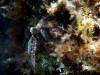 Karlobag 2012 Unterwasser 31