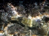 Karlobag 2012 Unterwasser 30