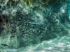 Adria>Wasser u.Meer>Unterwasseraufnahmen 2