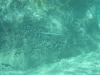 Adria>Wasser u.Meer>Unterwasseraufnahmen