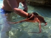 Octopus bei Cres