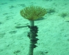 Unterwasserwelt beim Riff vor Cervar