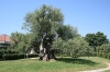 FLORA > Alter Olivenbaum