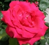 FLORA > Rote Rose für .....