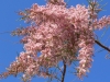 FLORA > Promenadenbaum in der Blüte